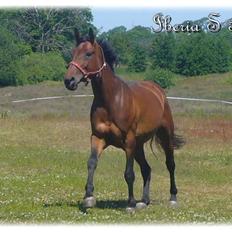 Anden særlig race | Iberia S 3 |