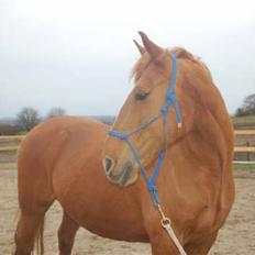 Anden særlig race Farok