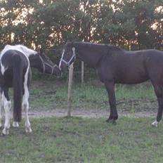 Dansk Varmblod Malue Åbo
