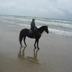 Dansk Varmblod Malue Åbo