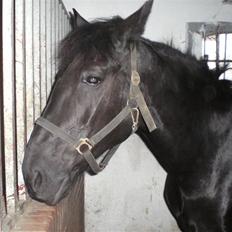 Anden særlig race Blackie