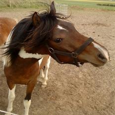 Anden særlig race Mr.Melle  "SOLGT"