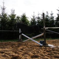 Welsh Pony (sec B) Blackie