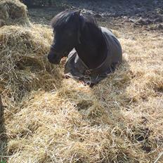 Welsh Pony (sec B) Blackie