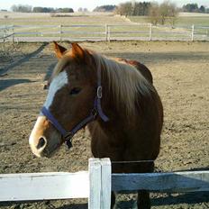 Tyroler Haflinger Dixie<3 (Bacardi)R.I.P:'(