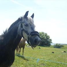 Anden særlig race Pegasus (SOLGT)