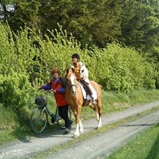 Tyroler Haflinger Dixie<3 (Bacardi)R.I.P:'(