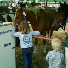 Tyroler Haflinger Dixie<3 (Bacardi)R.I.P:'(