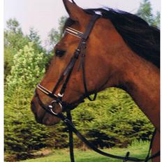 Anden særlig race Ali **DØD**