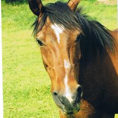 Anden særlig race Ali **DØD**