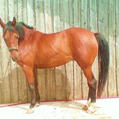 Anden særlig race Beauty