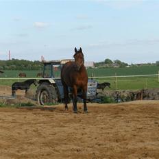 Anden særlig race Beauty