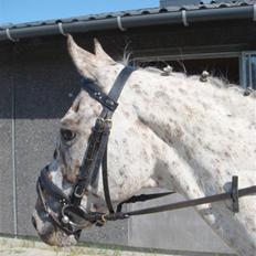 Knabstrupper Ac-Action - GL. Part.