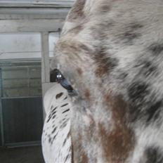 Knabstrupper Ac-Action - GL. Part.