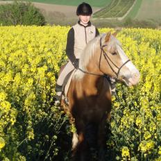 Haflinger Moses