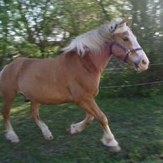 Haflinger Moses