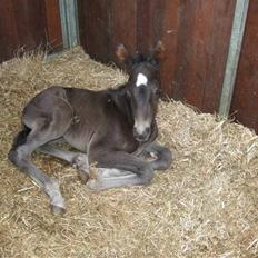 Dansk Varmblod StaldArthur´s Black Uno 