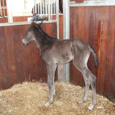 Dansk Varmblod StaldArthur´s Black Uno 