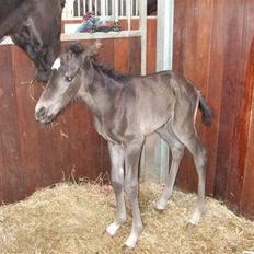 Dansk Varmblod StaldArthur´s Black Uno 