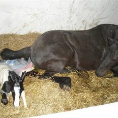 Barockpinto Jimbalaya af Bjørholm