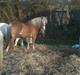 Haflinger **Miss Sunshine**