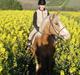 Haflinger Moses