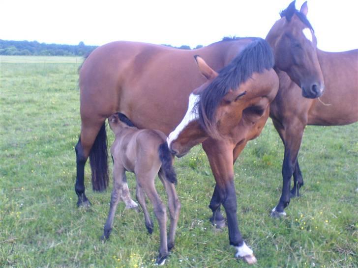 Holstener Queen z R.I.P. 5/1-2012 - Queen Z med sit 5 timer gammel føl billede 4