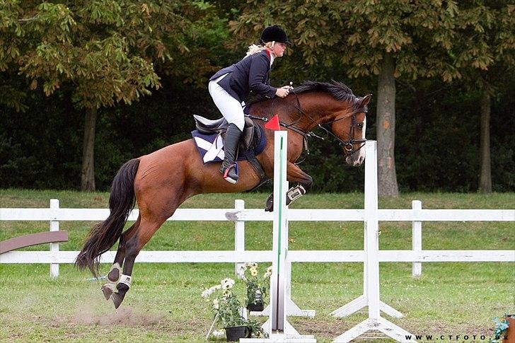 Holstener Queen z R.I.P. 5/1-2012 - fra CHS 2010 billede 7