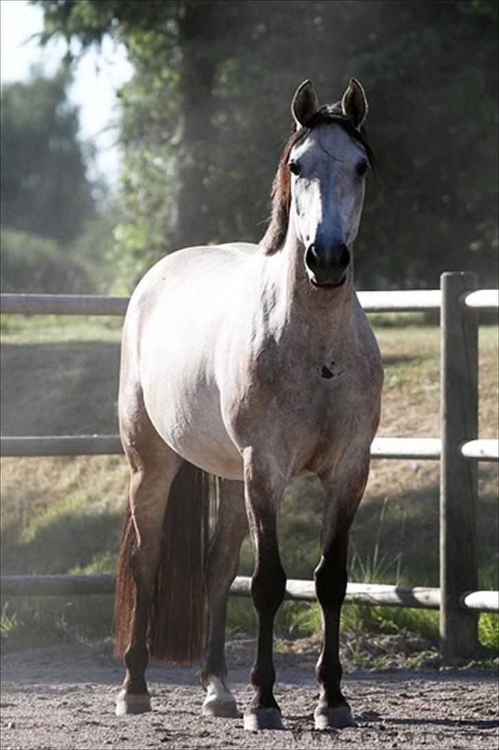 Holstener Qucelli Z R.I.P 24/4-2013 - så jeg 3 år gammel billede 1