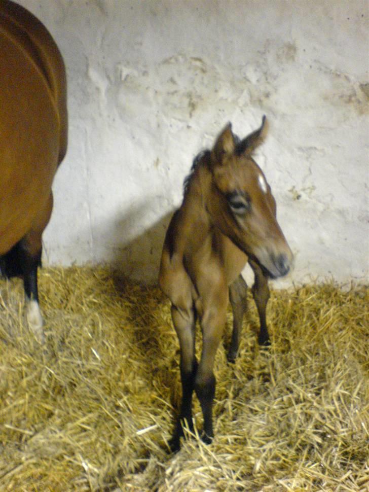 Holstener Qucelli Z R.I.P 24/4-2013 billede 3