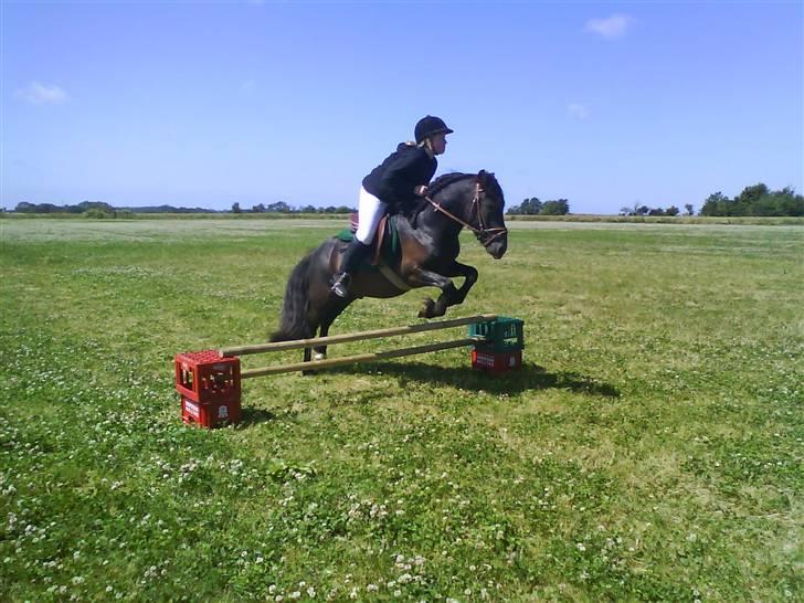 Anden særlig race Bob-Marley billede 2