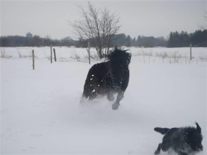 Anden særlig race Bob-Marley - jagter Frida gennem sneen.  billede 3