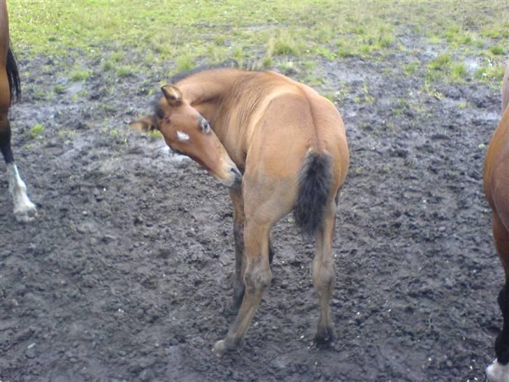 Holstener Qucelli Z R.I.P 24/4-2013 - der er altså svært at nå sig selv baf på billede 4
