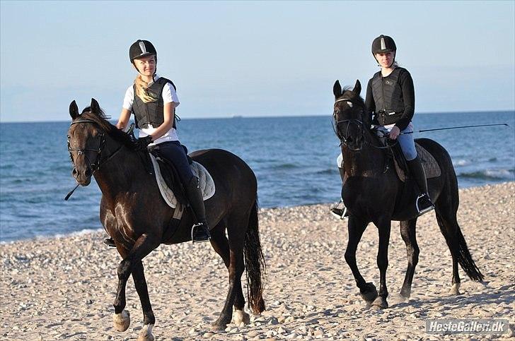 Anden særlig race (monique ) Madonna " baby'en" <3 - stranden 2 gang  billede 4