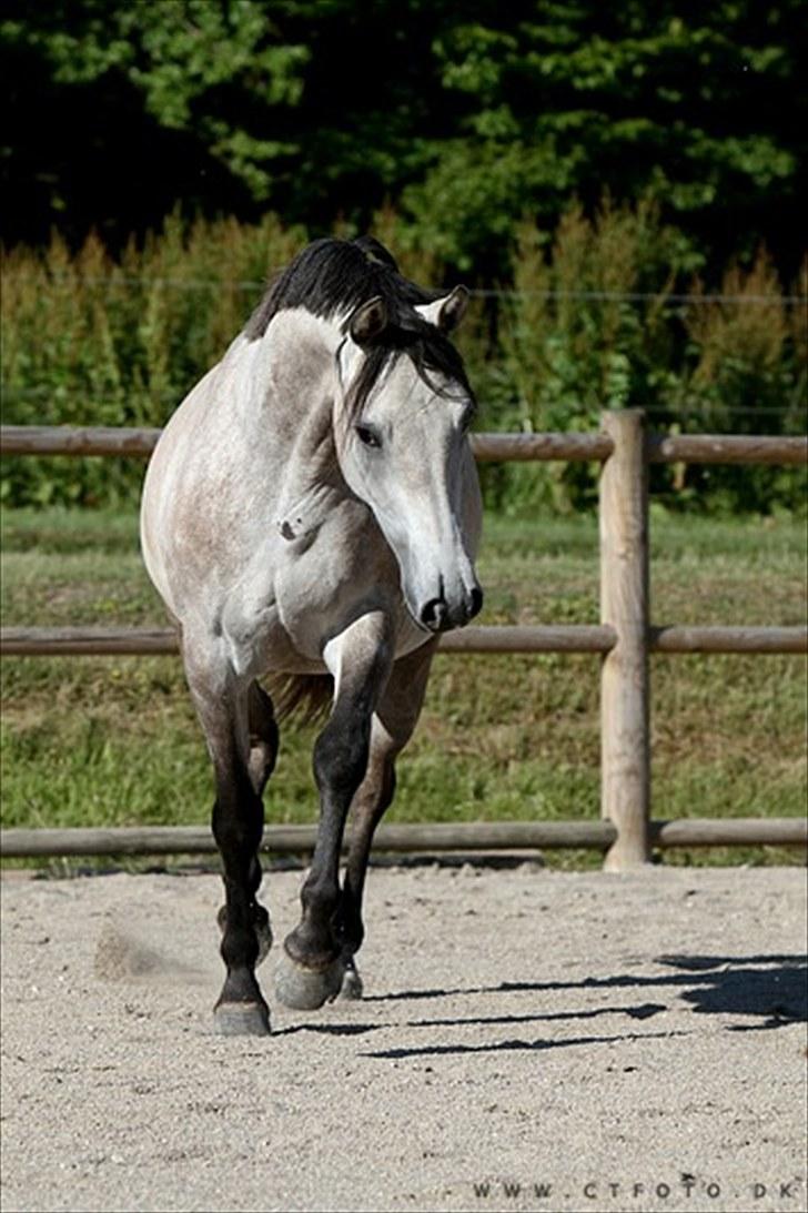 Holstener Qucelli Z R.I.P 24/4-2013 billede 5