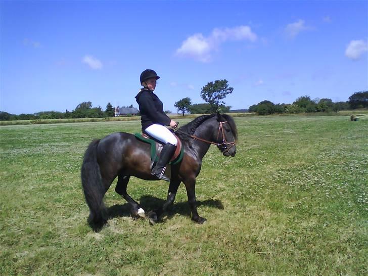 Anden særlig race Bob-Marley billede 4