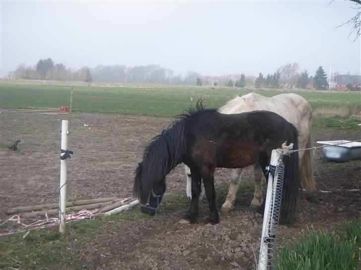 Anden særlig race Bob-Marley - På vej på fold! (; billede 6