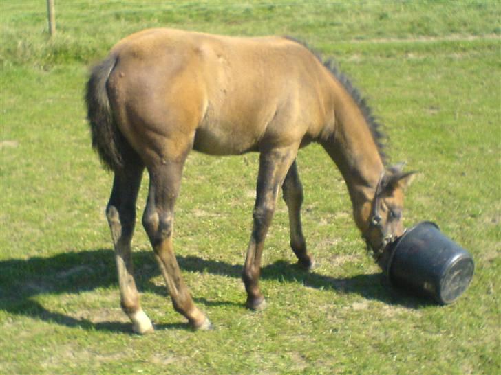 Holstener Qucelli Z R.I.P 24/4-2013 billede 7