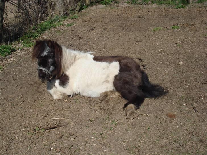 Shetlænder Plet - Søtte lille Plet billede 12