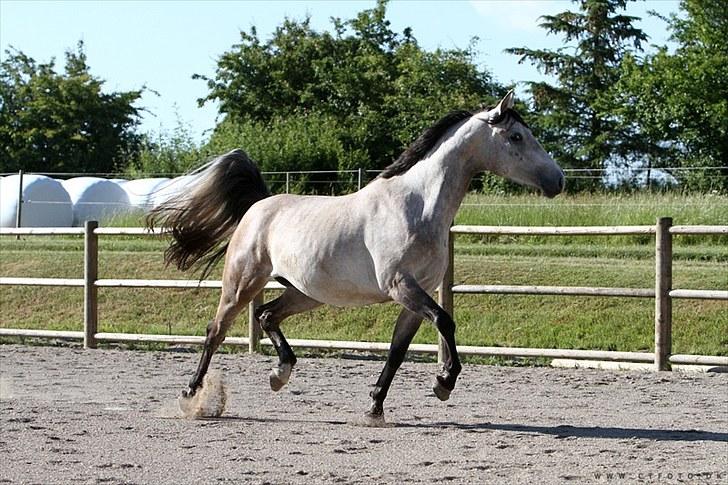 Holstener Qucelli Z R.I.P 24/4-2013 billede 8