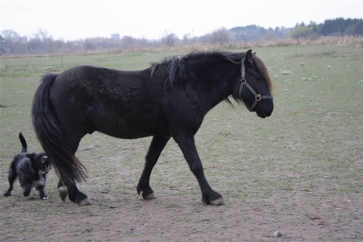 Anden særlig race Bob-Marley billede 7