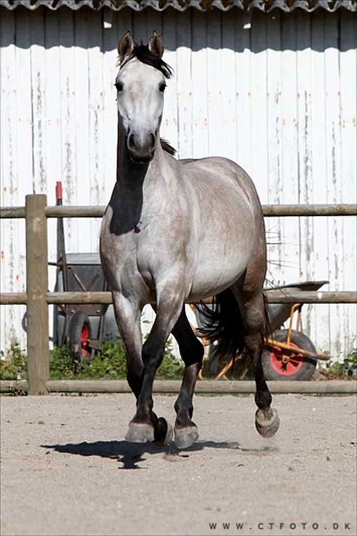 Holstener Qucelli Z R.I.P 24/4-2013 billede 9