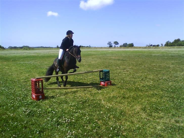 Anden særlig race Bob-Marley billede 8