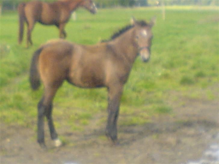 Holstener Qucelli Z R.I.P 24/4-2013 billede 10