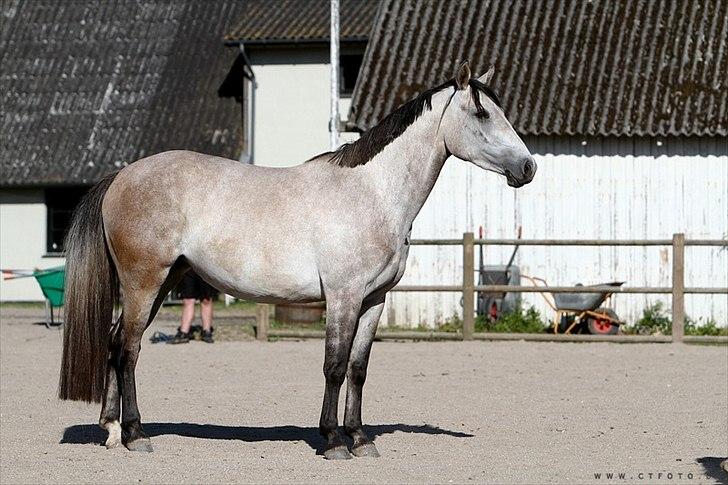 Holstener Qucelli Z R.I.P 24/4-2013 billede 11