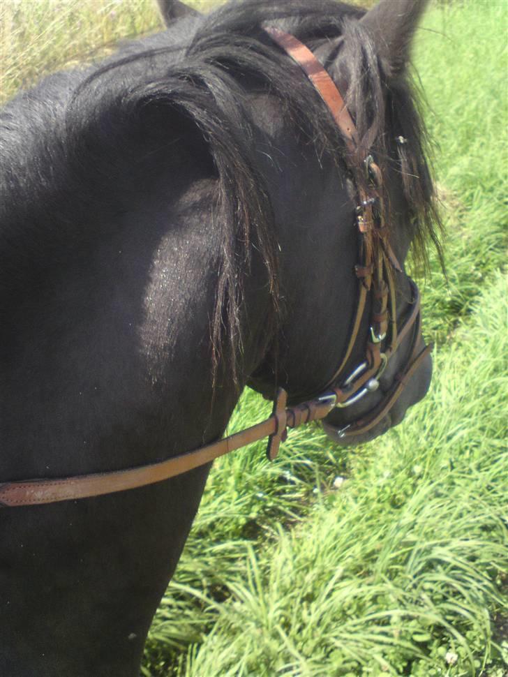 Anden særlig race Bob-Marley - Ude og ride. (; billede 12