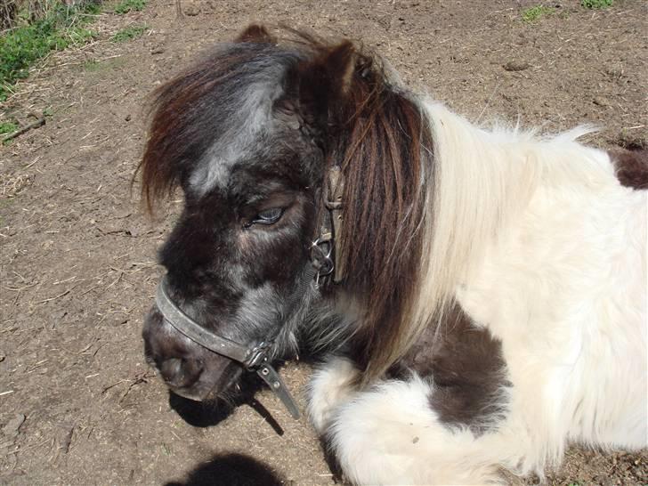 Shetlænder Plet - ARRR tar mig lige en lur billede 13