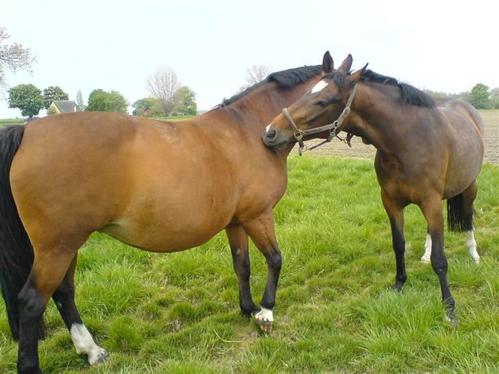 Holstener Cissè Qnego Z - en nusser med sin mor Queen Z  billede 2