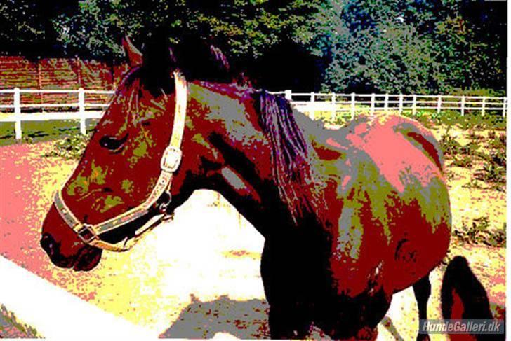 Standardbred Celeste(passer) R.I.P † - Lavet af Maja,Toby og Bastian ! billede 12