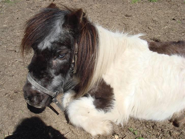 Shetlænder Plet - Du vækkede mig billede 14